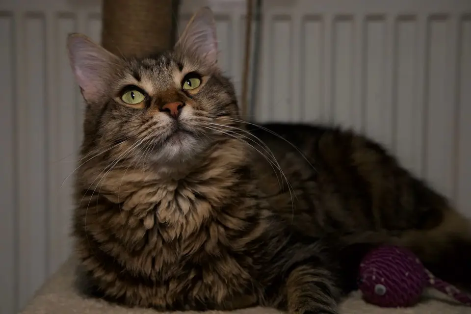 Arenero autolimpiable para gatos grandes: qué mirar