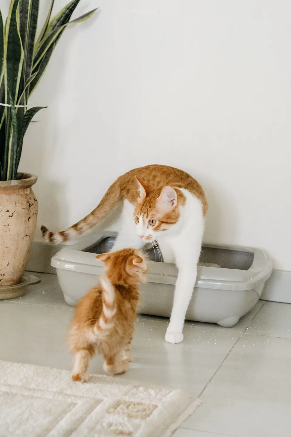 Arenero autolimpiable para gatos: ventajas reales y cuándo no compensa