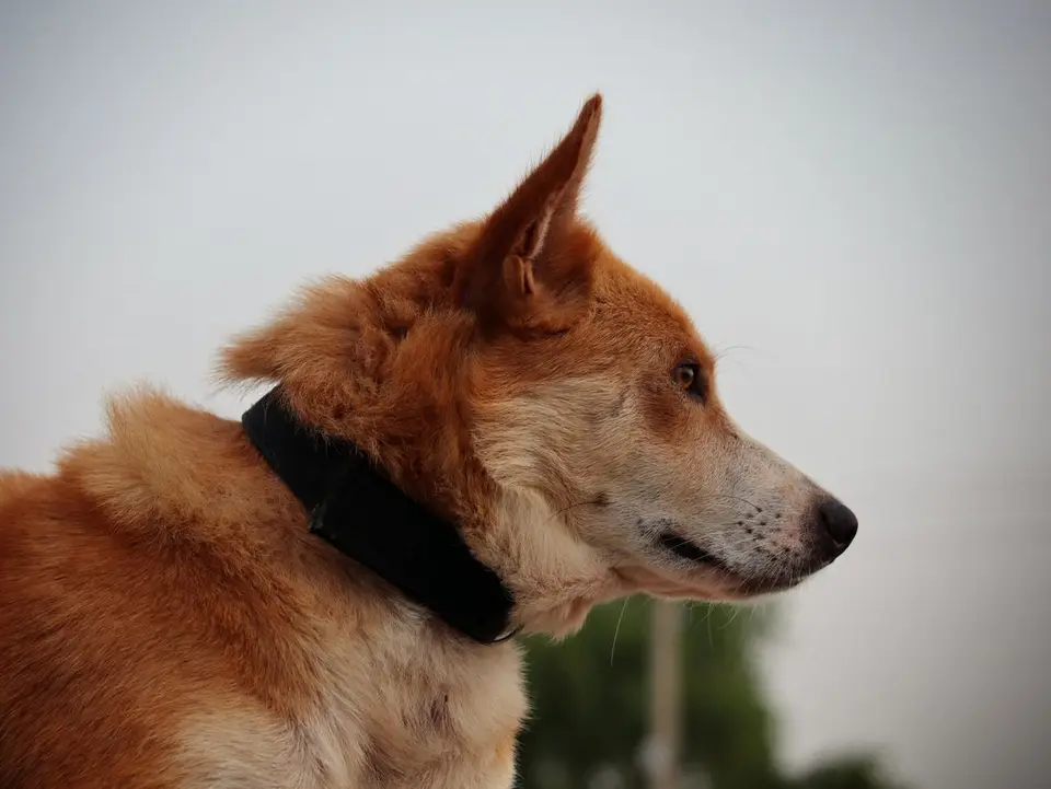 Arnés o collar para perro: cuál elegir según tu caso