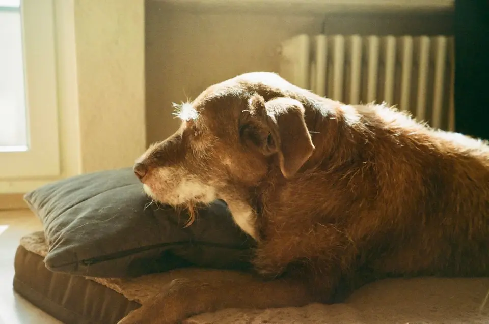 Cama ortopédica para perros: ¿merece la pena?