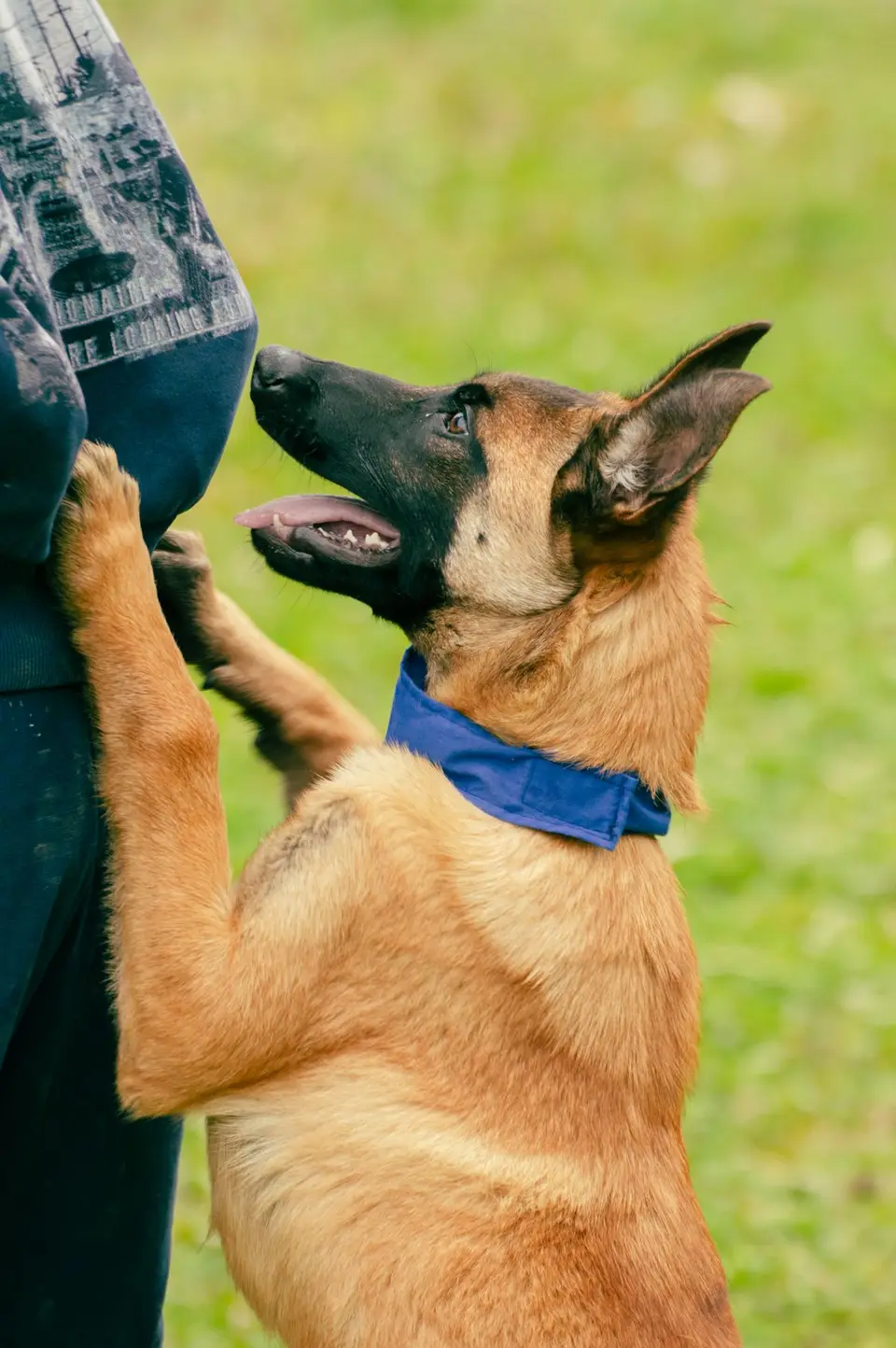 Collar GPS para mascotas: qué esperar realmente de la cobertura