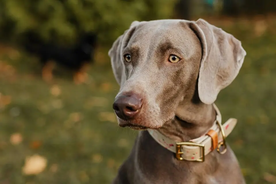 Collar GPS para perros: con o sin suscripción
