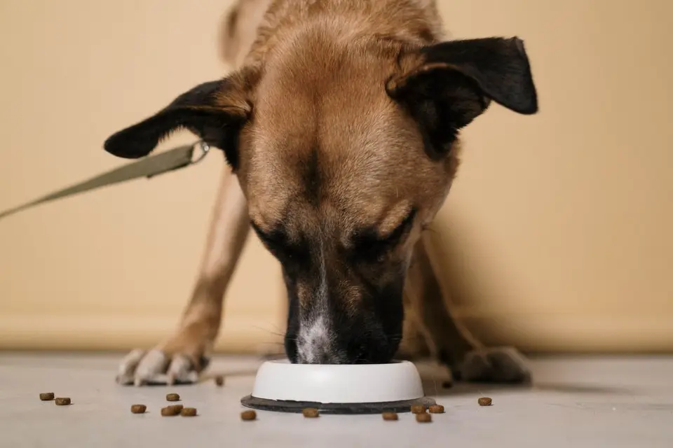 Comedero automático para perros grandes: qué mirar