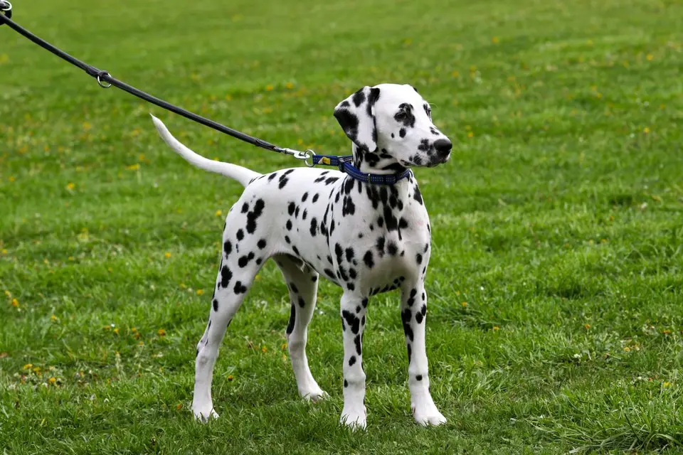 Cómo elegir el arnés adecuado para un perro que tira de la correa