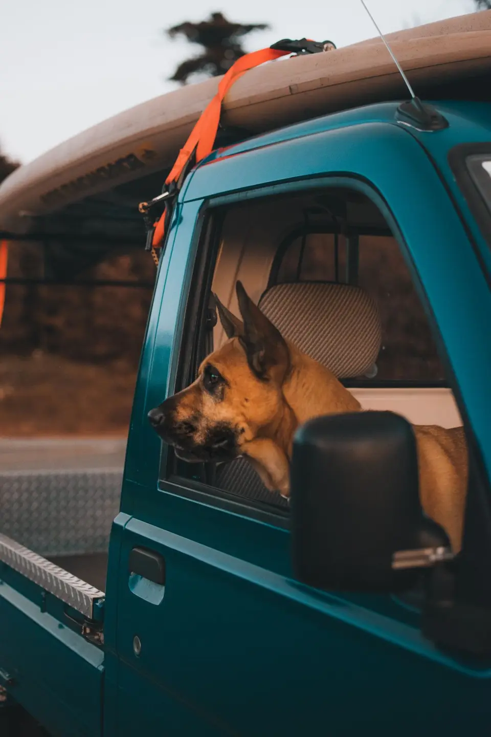 Cómo preparar a tu mascota para viajar en coche o avión
