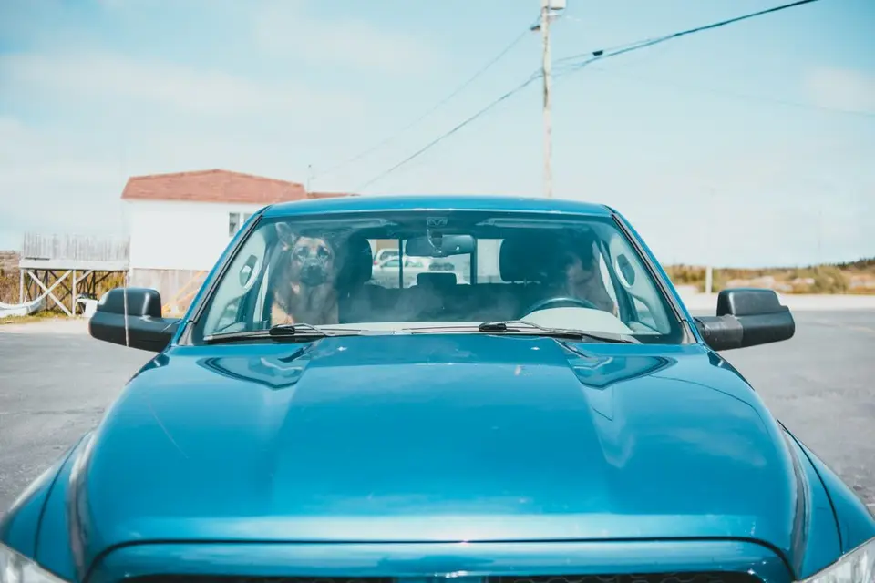 Cómo transportar a tu mascota en coche de forma segura