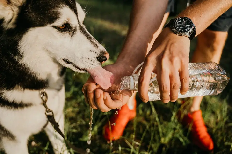 Cuánta agua debe beber tu perro o gato, y cómo animarle a beber más