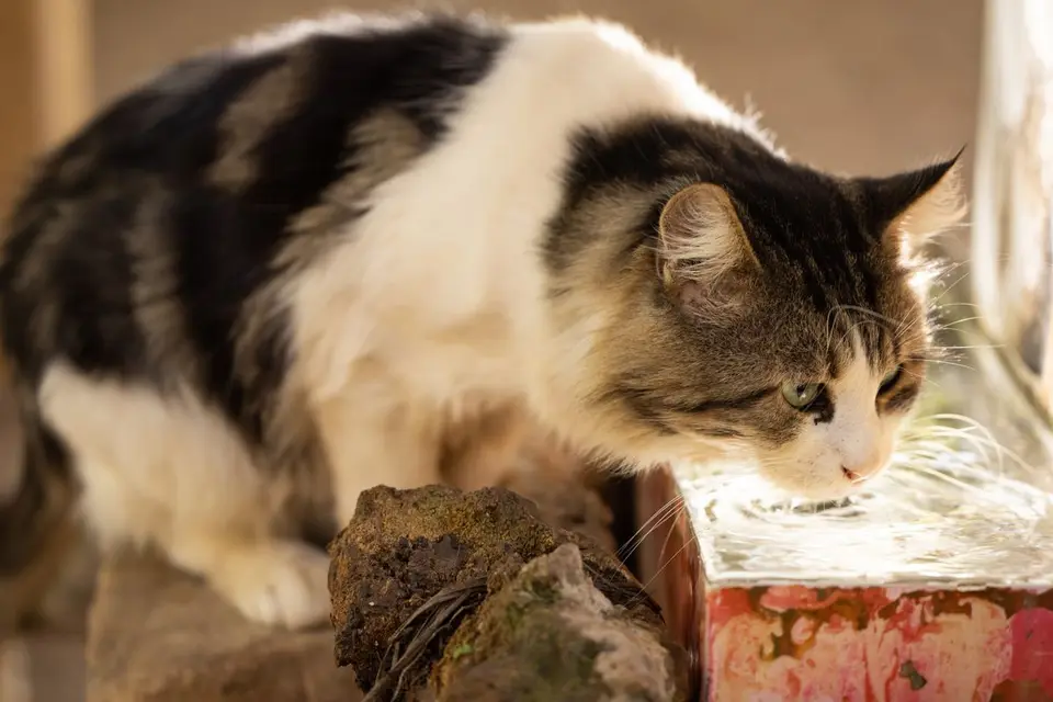 Fuente de agua para gatos: cómo elegir la adecuada