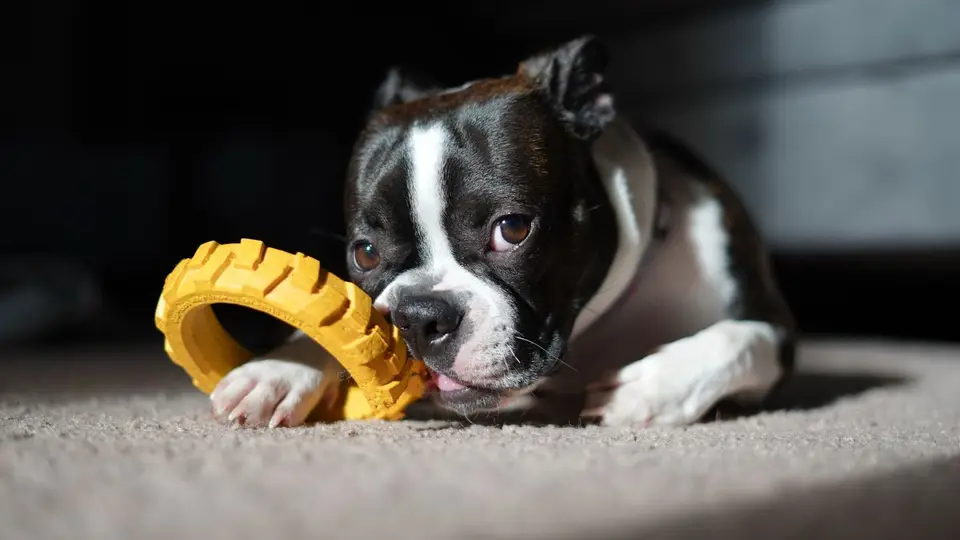 Juguetes interactivos para perros: cómo elegir sin que acaben cogiendo polvo