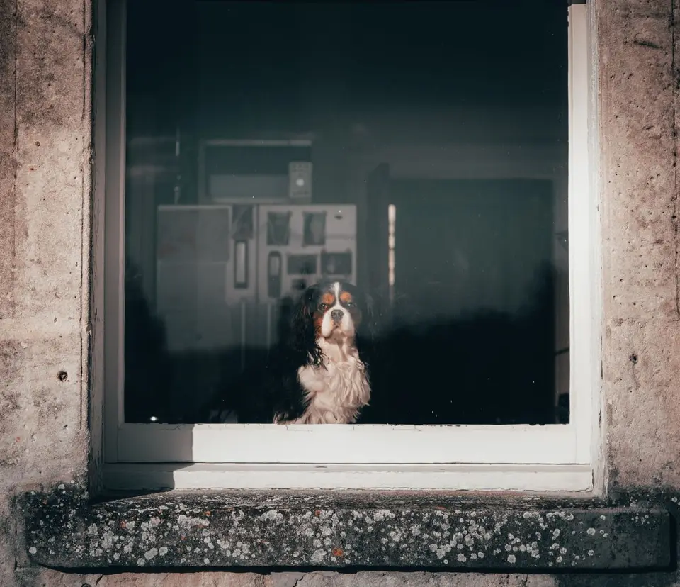 Juguetes para perros que se quedan solos en casa