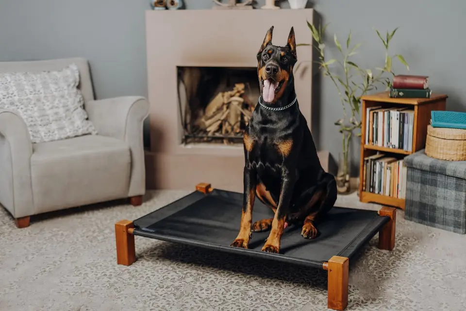 Mejor cama para perro grande: cómo elegirla en 2026