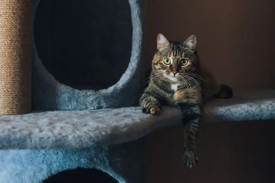 Rascador para gatos grandes: qué mirar antes de comprar