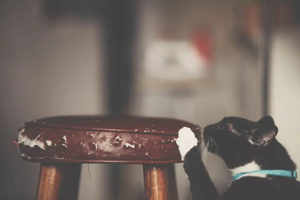 Por qué tu gato sigue arañando el sofá aunque tenga rascador