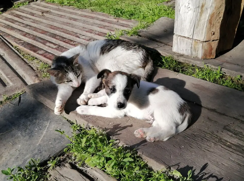 Qué necesita realmente un gatito o cachorro el primer mes