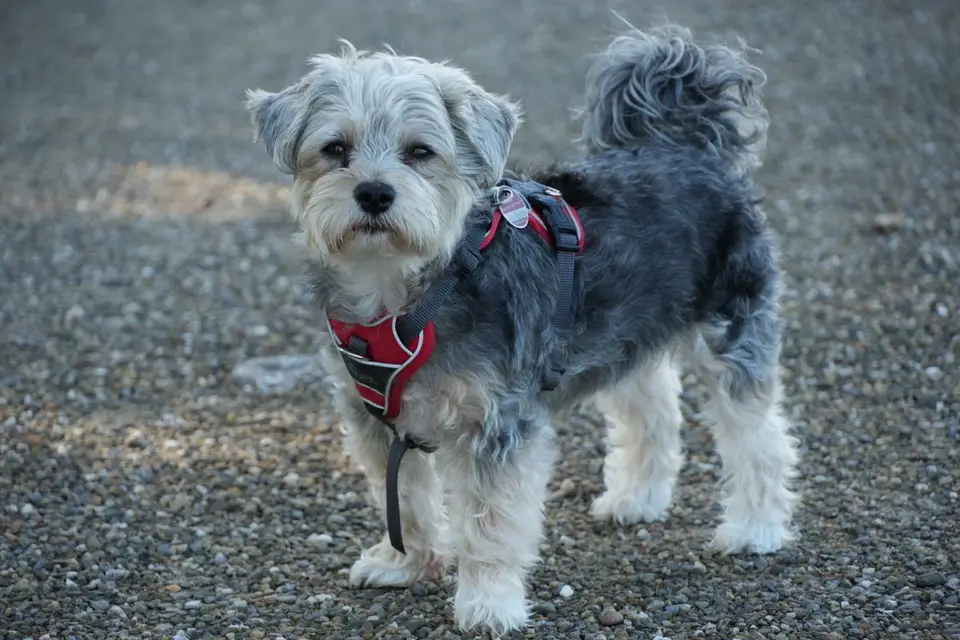 Talla de arnés para perro: cómo medir y acertar