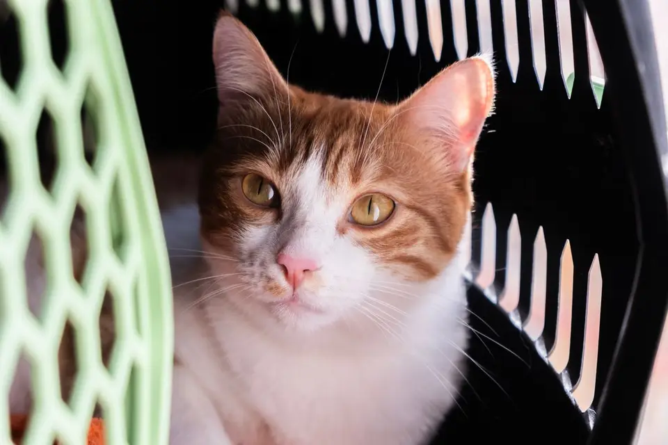 Transportín para viajar en avión con gato: qué mirar
