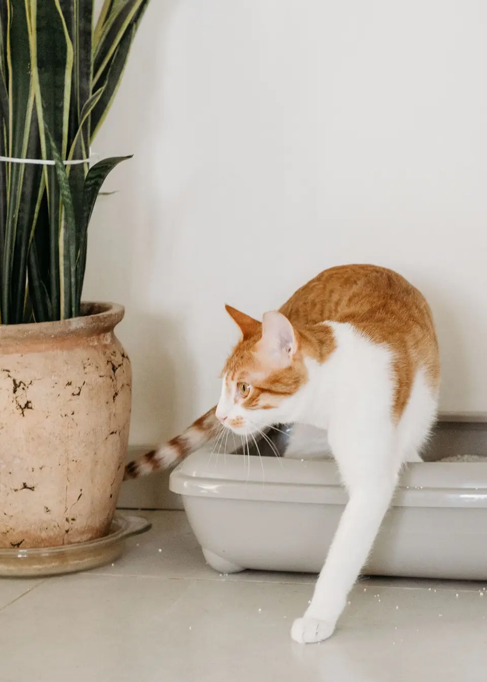 Areneros autolimpiables para gatos: qué mirar antes de comprar