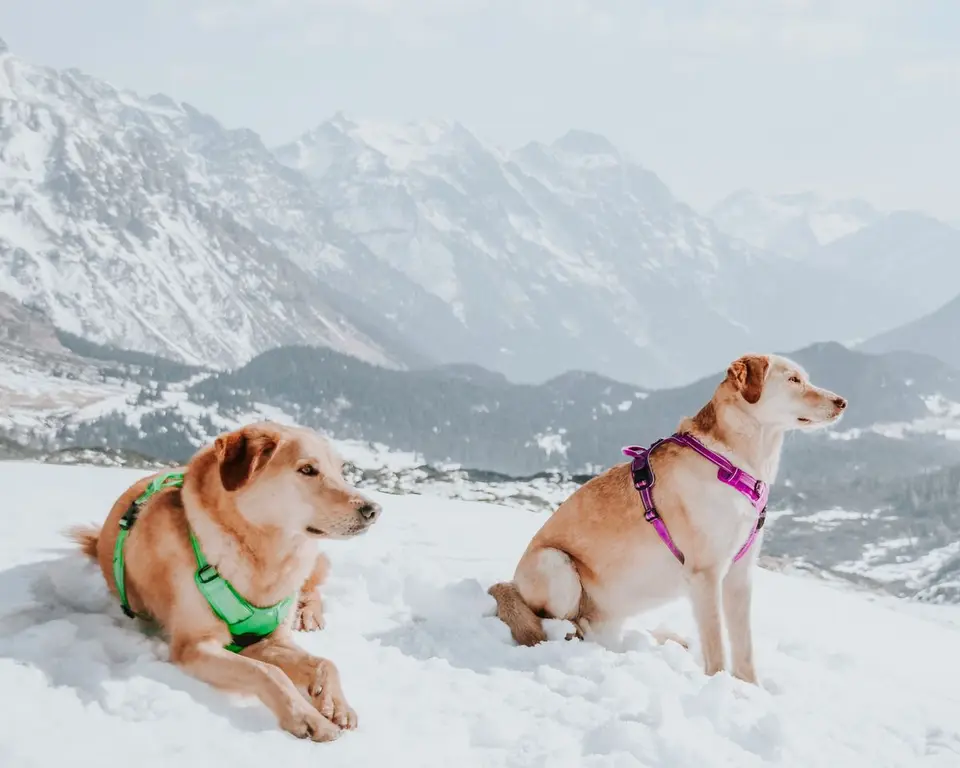 Cómo elegir un arnés para perro