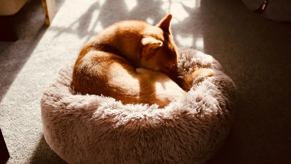 Cama para perro lavable: cómo mantenerla limpia y sin olores