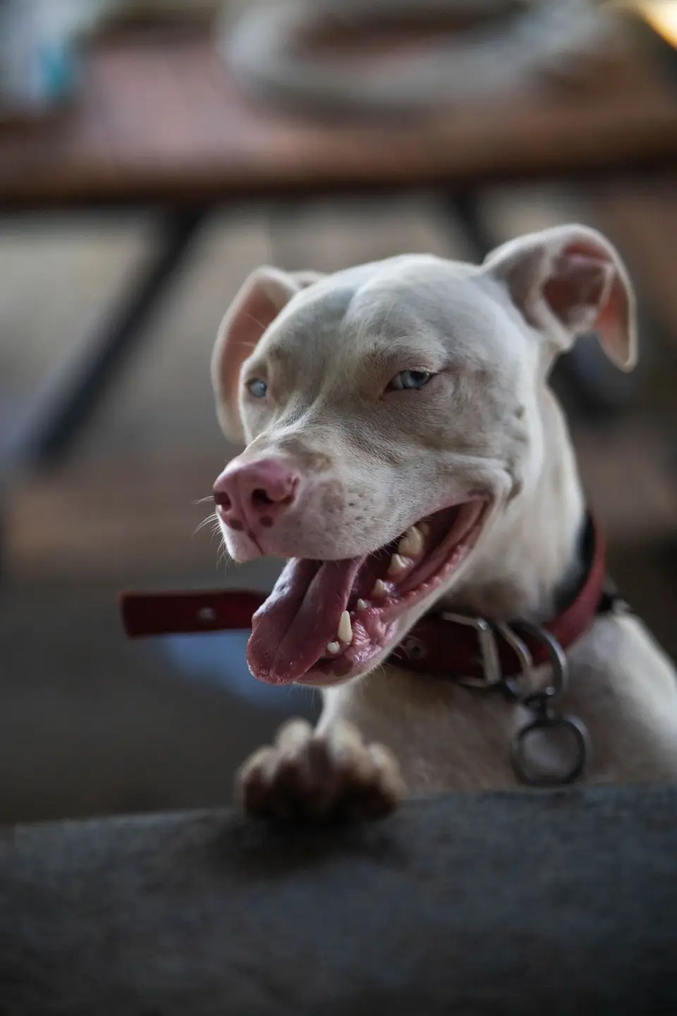 Collares GPS para perros y gatos: qué mirar antes de comprar