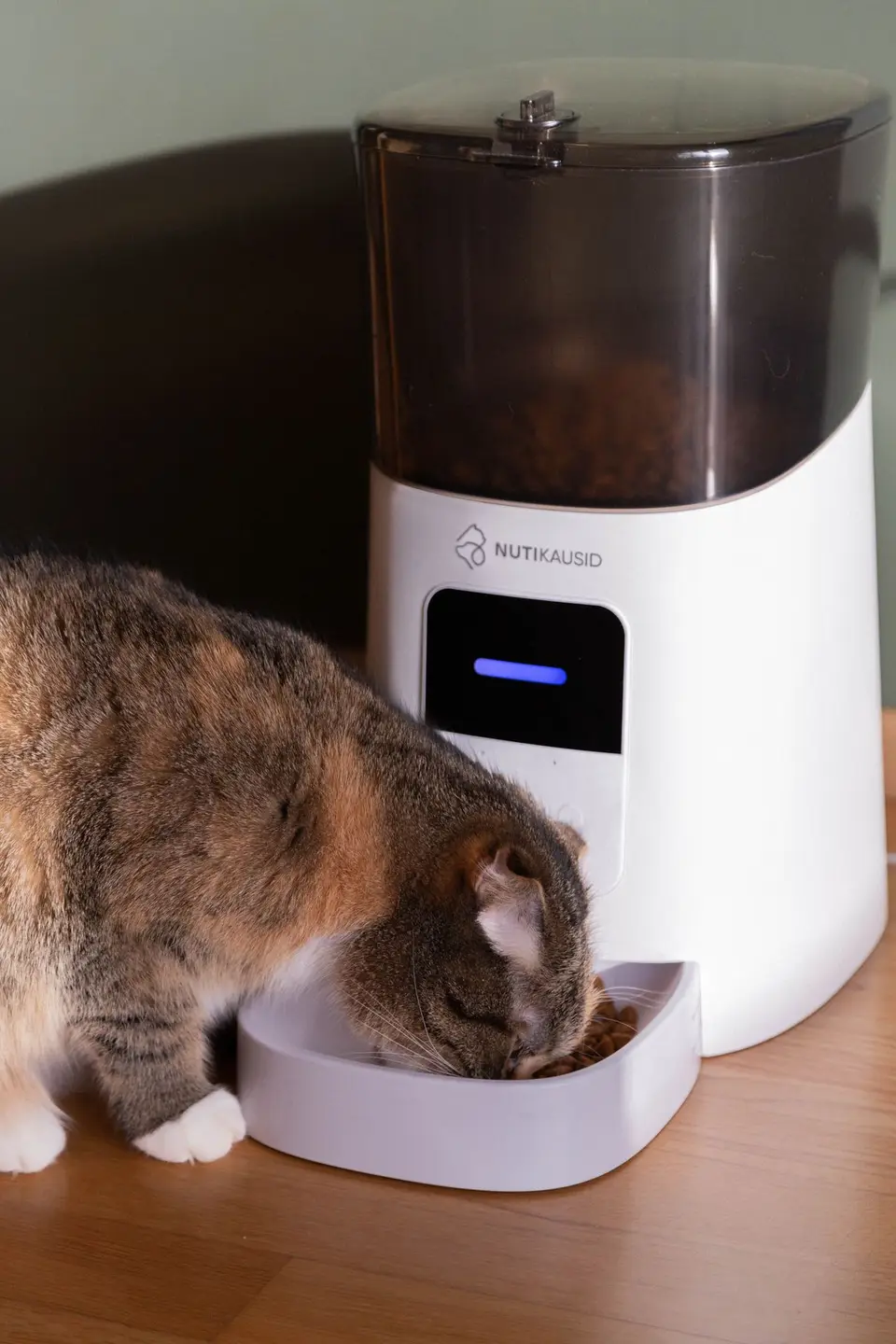 Comederos automáticos para perros y gatos: guía de compra