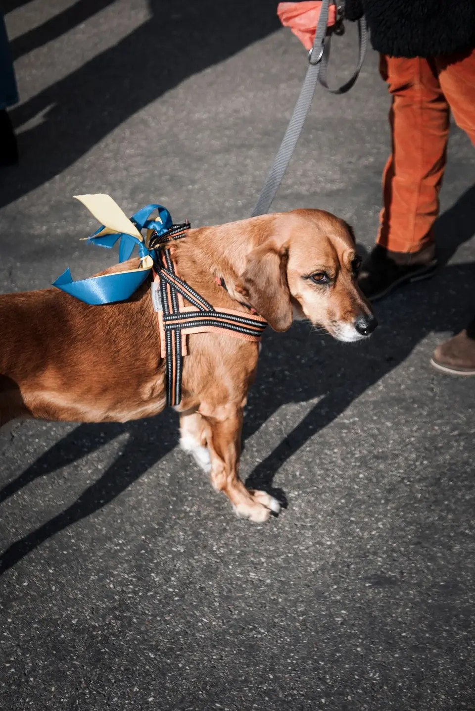 Cómo elegir una correa para perro