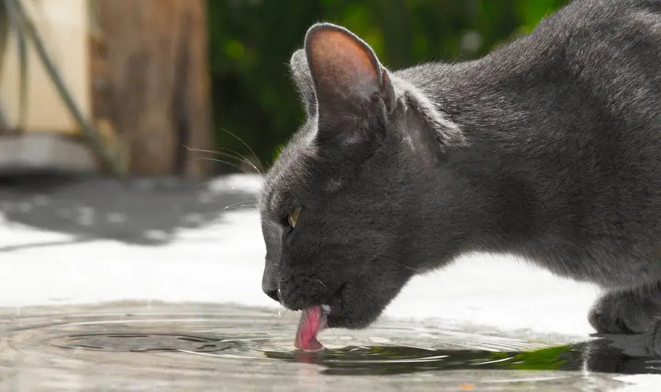 Fuentes de agua para perros y gatos: qué mirar antes de comprar