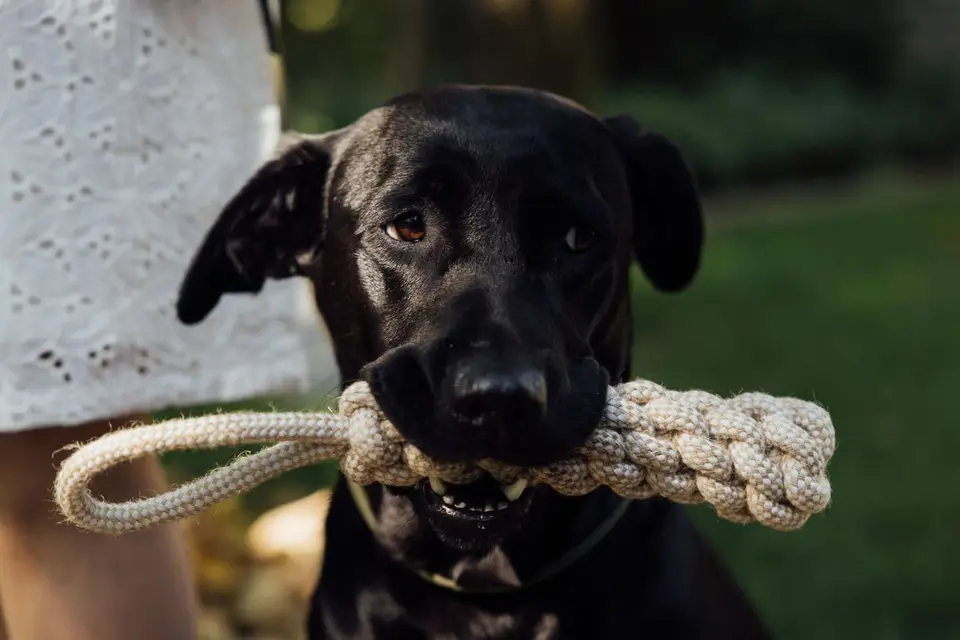Alfombra olfativa para perros: para qué sirve y cómo usarla