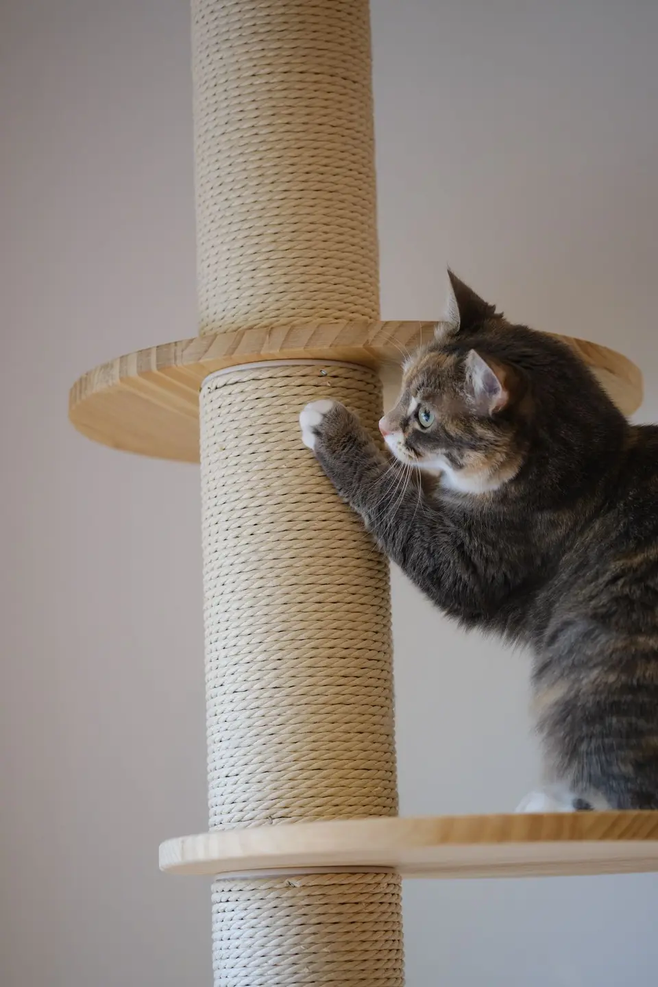 Cómo elegir un rascador o árbol para gatos