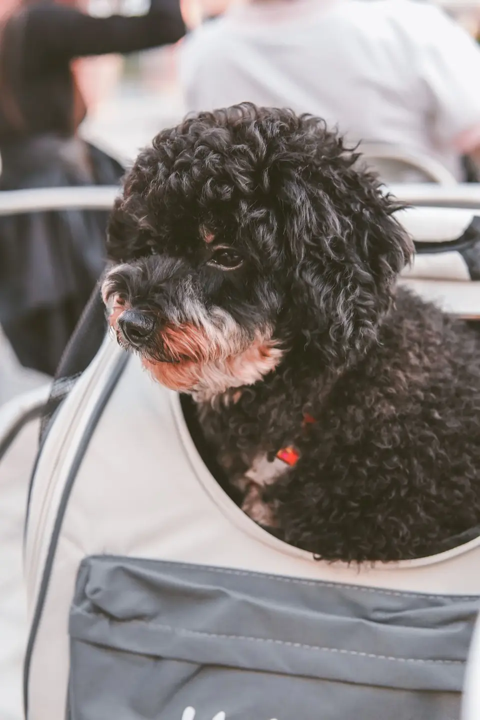 Transportines para perros y gatos: cómo elegir el adecuado