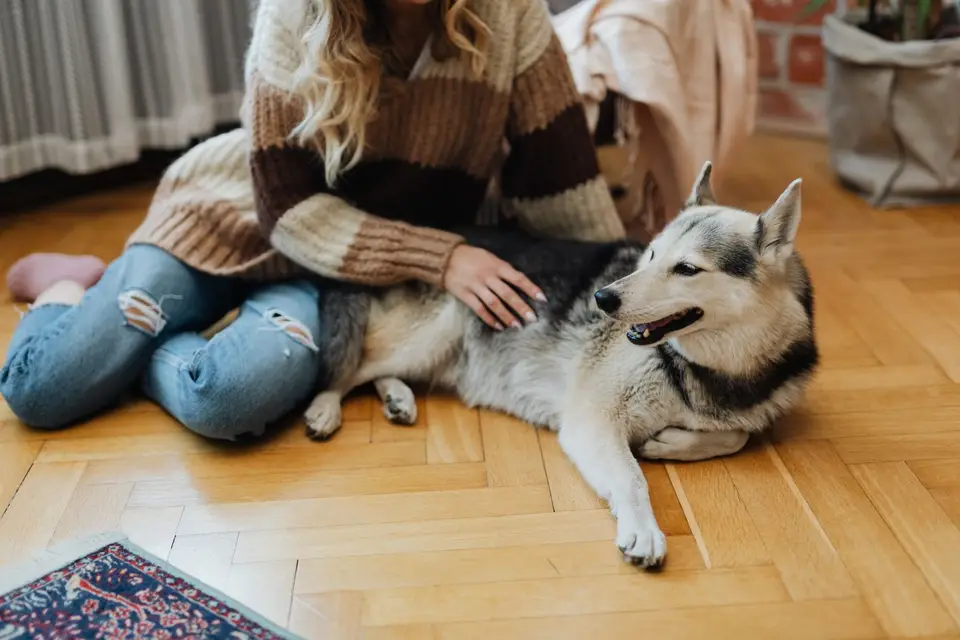 Persona acariciando a su perro tranquilamente en casa